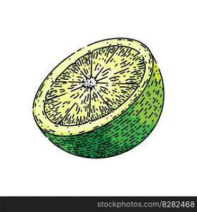 lime slice citrus hand drawn. green fruit, lemon half, cut juicy, wedge set, food vector lime slice citrus vector sketch. isolated color illustration. lime slice citrus sketch hand drawn vector