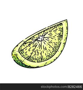 lime slice cut hand drawn. green fruit, citrus lemon, half juicy, wedge set, food vector lime slice cut vector sketch. isolated color illustration. lime slice cut sketch hand drawn vector