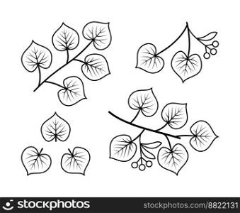 Linden branches and linden fruit vector line icons. Nature and ecology. Linden, leaves, plant, icon, drawing, fetus and more. Isolated collection linden branches for on white background.. Linden branches and linden fruit vector line icons. Nature and ecology. Isolated collection of line icons linden branches for on white background.