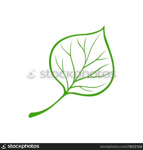 Linden or birch leaf isolated outline icon. Vector green botanical element of tree. Birch or linden leaf isolated