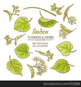 linden vector set. linden flowers and leaves vector set on white background