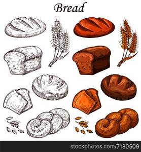 Line and colored bakery vector elements. Loaf of breads isolated on white background. Bread loaf for breakfast, fresh snack bake illustration. Line and colored bakery vector elements. Loaf of breads isolated on white background