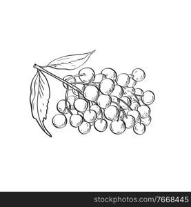 Line art drawing illustration of fruit of  elder, elderberry or Sambucus, a genus of flowering plants in the family Adoxaceae done in monoline tattoo style on white background in black and white. . Fruit of Elder Elderberry or Sambucus Line Art Drawing Black and White