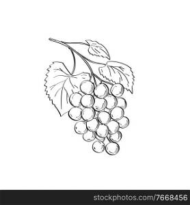Line art drawing illustration of fruit of muscadine grapes or Vitis rotundifolia, a grapevine species native to southeastern, south-central United States in monoline tattoo style in black and white.. Fruit of Muscadine Grapes or Vitis Rotundifolia a Grapevine Species Line Art Drawing Black and White