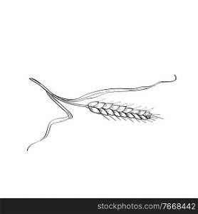 Line art drawing illustration of stalk of Belgian wheat, a grass and cereal grain widely cultivated for its seed done in monoline tattoo style on white background done in black and white.. Stalk of Belgian Wheat Line Art Drawing Black and White