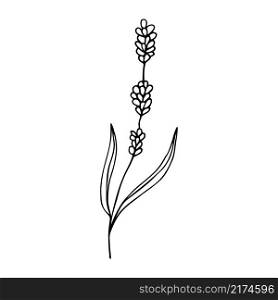 Line drawing of lavender in doodle style. Abstract hand drawn flower. Isolated vector illustration.. Line drawing of lavender in doodle style. 