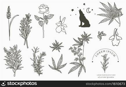 Line herbal collection with rosemary,lavender,cannabis.Vector illustration for icon,sticker,printable and tattoo