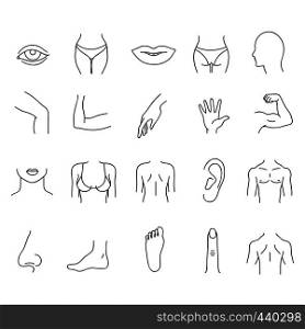 Line human male and female body parts vector set. Anatomy body part, contour leg and breast illustration. Line human male and female body parts vector set