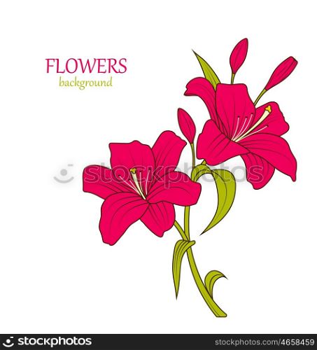 Linear Colored Sketch of Beautiful Lily Flowers Isolated. Illustration Linear Colored Sketch of Beautiful Lily Flowers Isolated on White Background. Hand Drawn Background - Vector