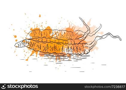 Linear illustration of a cordyceps fungus with watercolor splashes. Superfood. Vector element for your creativity. Linear illustration of a cordyceps fungus with watercolor splashes. Superfood.