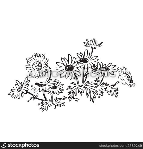 Linear wildflowers and stems, engraving sketch isolated on white background. Vector illustration, greeting cards, logo, branding design, posters, print, wedding invitation, birthday, postcards, decor