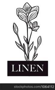 Linen natural production, plant with flowers and leaves monochrome sketch outline vector. Colorless blooming vegetation used in making textile, fabric plantation. Linum flourishing flax fiber. Linen natural production, plant with flowers and leaves