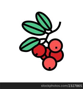 lingonberry berry color icon vector. lingonberry berry sign. isolated symbol illustration. lingonberry berry color icon vector illustration