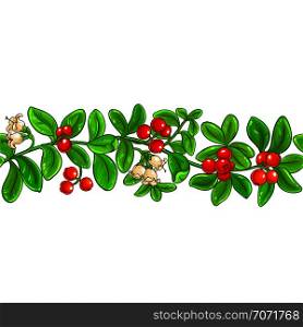 lingonberry vector pattern on white background. lingonberry vector pattern