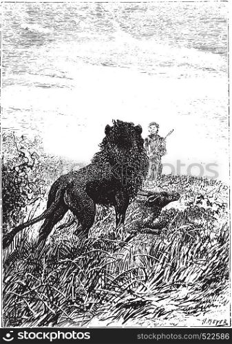 Lion watching Dick Sand, vintage engraved illustration.
