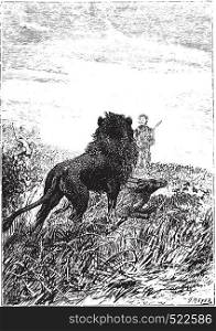 Lion watching Dick Sand, vintage engraved illustration.