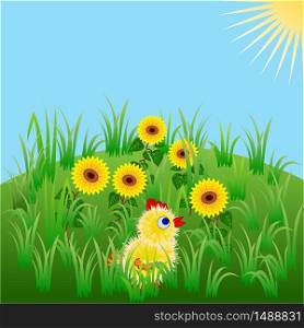 Little chicken on a green valley amongst sunflowers