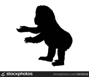 Little gorilla