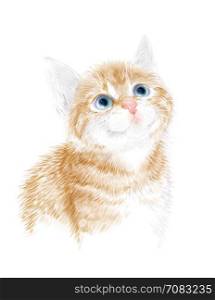 Little kitten the red marble coloring. Ginger fluffy kitten. Portrait oh the cat. House pet. Suitable for t-shirt design