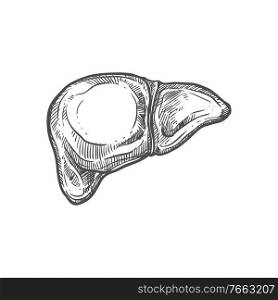 Liver sketch icon, internal organ isolated vector. Anatomy element, body detoxification. Human liver sketch icon, internal organ