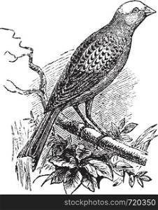 Lizard Canary, vintage engraving. Old engraved illustration of Lizard Canary waiting on a branch.
