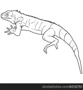 Lizard is goanna silhouette on a white background. Vector illustration. Lizard is goanna silhouette on a white background. Vector illustration.