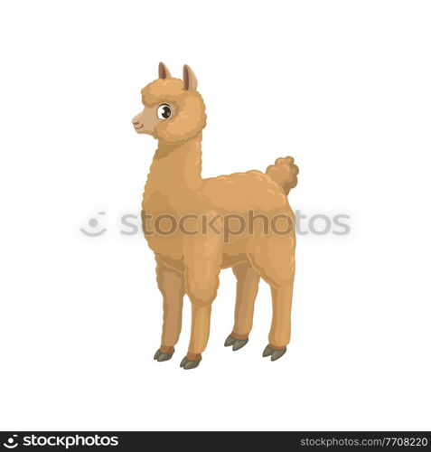 Llama alpaca isolated cartoon animal of camel family, hoofed quanaco. Vector beige alpaca or lama, South American domesticated pack animal. LLama baby character, guanaco wild lama, mountain sheep. Llama alpaca isolated cartoon animal camel family