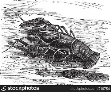 Lobster or Crayfish or Astacus sp., vintage engraving. Old engraved illustration of a Lobster.
