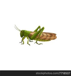 Locust grasshopper icon, pest control insect, vector isolated. Pest control disinfection, extermination and disinsection. Domestic and agriuclture insects disinfestation. Locust grasshopper icon, pest control insect