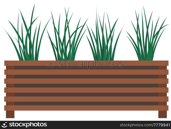 Long, low flowerpot with small green herbaceous plants. Young green grass in pot. Indoor, houseplant for interior decoration. Tall grass, plants in wooden flower pot isolated on white background. Long, low flowerpot with small green herbaceous plants. Young grass, houseplant in wooden pot