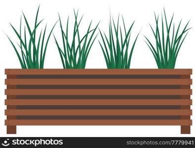 Long, low flowerpot with small green herbaceous plants. Young green grass in pot. Indoor, houseplant for interior decoration. Tall grass, plants in wooden flower pot isolated on white background. Long, low flowerpot with small green herbaceous plants. Young grass, houseplant in wooden pot