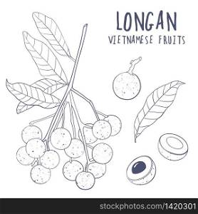 Longan vector set. Hand drawn tropical vietnamese fruit illustration. Branch, whole and sliced objects with leaves. Botanical illustration for menu, market, label, juice packaging design.. Longan vector set. Hand drawn tropical vietnamese fruit illustration. Branch, whole and sliced objects with leaves.