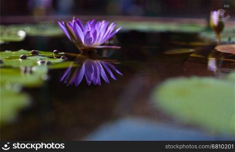 Lotus flower in pond. Beautiful purple lotus flower in a pond