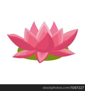 Lotus flower. Pink water lotus flower. vector illustration