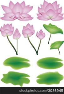 Lotus Flower with Leaves. Blooming pink lotus flowers with big green leaves.