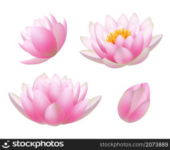 Lotus flowers. Realistic beautiful plants flowers buds and leaves buddhism symbols decent vector nature pictures. Waterlily and lotus, floral blossom spring illustration. Lotus flowers. Realistic beautiful plants flowers buds and leaves buddhism symbols decent vector nature pictures