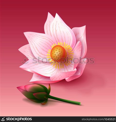 Lotus pink flower and bud on pink background. Design for cosmetics, aromatherapy and yoga. Vector stock illustration. Lotus flower and bud on pink background.
