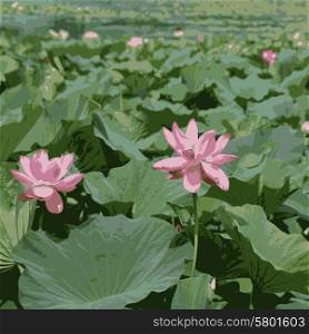 Lotus pink flower on pond in green leaf. Vector illustration.