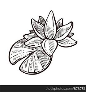 Lotus traditional symbolic flora of China monochrome sketch outline. Hand drawn flower in bloom meaning harmony and peace in Eastern countries. Blossom of plant with petals vector illustration. Lotus traditional symbolic flora of China monochrome sketch vector illustration