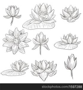 Lotus water flower isolated sketches vector. Bud and leaf, water plant blossom, spa and beauty symbol, botany and flora. Hand drawn petals and foliage, oriental nature element pencil drawing. Flower of lotus isolated sketches, water plant blossom