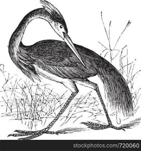 Louisiana Heron (Ardea ludoviciana) or Tricolored Heron (Egretta tricolor) vintage engraving. Old engraved illustration of beautiful Louisiana Heron.