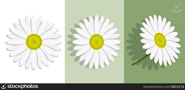 Lovely chamomile flower with white petals. Summer flower isolated on background. Medicinal plants. Realistic vector
