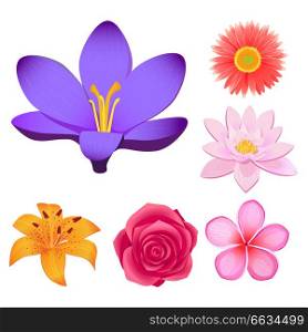 Lovely violet crocus, peach dahlia, Chinese lotus, sacura blossom, lush rose bud and yellow lily isolated vector illustrations set.. Gorgeous Flower Buds Isolated illustrations set