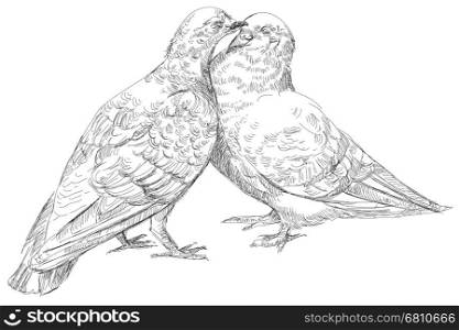 lovers Pigeons kissing, vector Illustration
