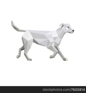 Low polygon art style illustration of a labrador retriever, a medium-large breed of retriever-gun dog standing viewed from side on isolated white background.. Labrador Walking Low Polygon