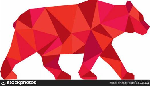 Low polygon style Illustration of an American black bear,Ursus americanus, a medium-sized bear native to North America walking viewed from side set on isolated white background.