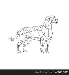 Low polygon wireframe line art style illustration of a labrador retriever, a medium-large breed of retriever-gun dog standing viewed from side on isolated white background done in black and white.. Labrador Wireframe Low Polygon Line Art