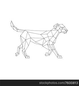 Low polygon wireframe line art style illustration of a labrador retriever, a medium-large breed of retriever-gun dog standing viewed from side on isolated white background done in black and white.. Labrador Walking Wireframe Low Polygon