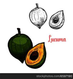 Lucuma green tropical fruit sketch. Vector botanical design of pouteria lucuma fruit for farm fruit market, juice or jam package. Isolated on white. Lucuma vector sketch tropical fruit