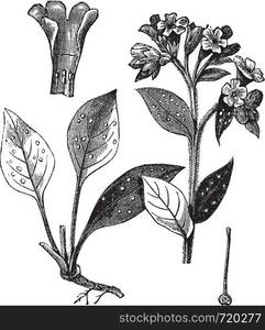 Lung officinale (Pulmonaria officinalis), vintage engraved illustration. Trousset encyclopedia (1886 - 1891).